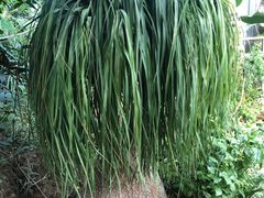 -呀路古热带植物园