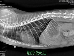 -立德动物医院·24小时中心(番禺区院区)