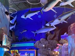 -烟台海昌鲸鲨海洋公园