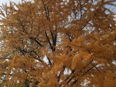 -青岛崂山太清宫