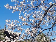 -花洲书院