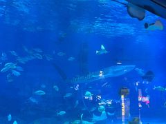 -烟台海昌鲸鲨海洋公园