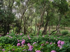 -上海共青森林公园