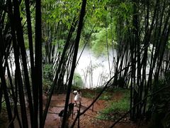 -芦沟竹海