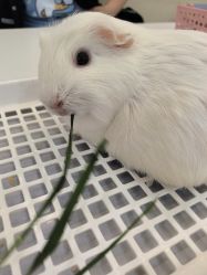 -Moni星球萌宠·小马宝莉·灵蛇·高端高阶全萌宠互动体验俱乐部(红豆国际广场店)