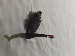 iphone_upload_pic-溱湖国家湿地公园