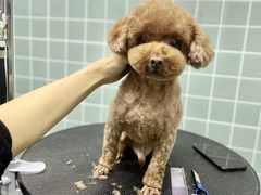 -哈尼爱宠·宠物生活会馆