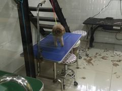 -酷狗靓猫宠物·洗护·美容·寄养(航北路店)