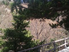 -王顺山国家森林公园