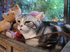 -咖法森林·咖啡  酒吧(天河店)