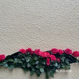 仙湖花展｜春日赏花｜满眼都是春天，美醉了