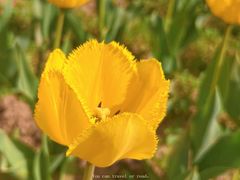 -北京国际鲜花港