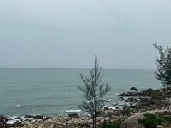 -广东惠东海龟国家级自然保护区
