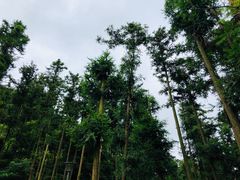 -福清灵石山国家森林公园