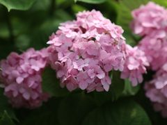 -上海滨江森林公园