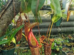 -国家植物园南园