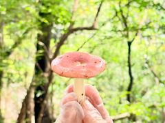 -杭州半山国家森林公园