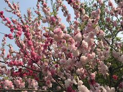 -蜀冈西峰生态公园