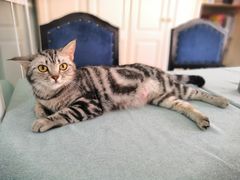 -鼓捣猫呢主题猫咖店