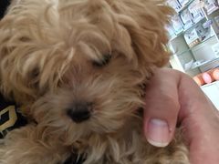 -瑞派·关忠动物医院·猫专科·犬专科(三环新城店)