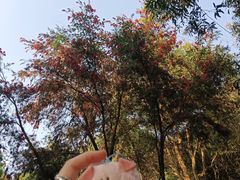 -清溪大王山森林公园