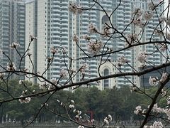 -西北湖绿化广场