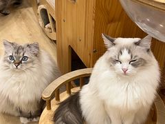 -有喵·猫咖·狗咖·40+猫狗有小奶狗(岗厦店)