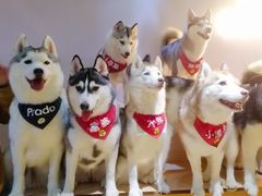 -Husky Go! 哈士奇体验馆·宠物咖啡厅狗咖