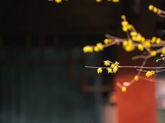 -十八棵（老龙井）御茶园(老龙井店)