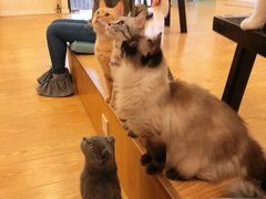 -萌喵咖啡屋(人民东路4号口M16商铺店)