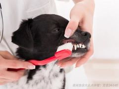 -艾吉宠物医院·疑难杂症转诊中心·猫友好(碧江路院)