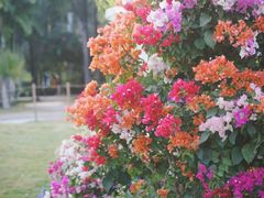 -莲花山公园