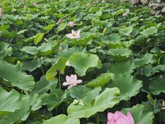 -莲池书院博物馆