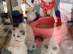 -糯米喵星人总部直营旗舰店·猫舍·幼猫出售