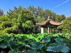 -莲湖公园