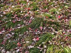 -卖呆儿咖啡(望京店)