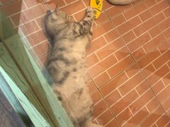 -猫咪博物馆(顶澳仔猫街店)
