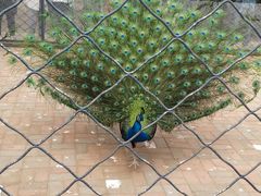 -长白岛森林公园