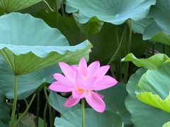 -荷塘月色湿地公园·向阳花洲