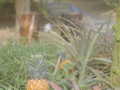 -南通洲际绿博园