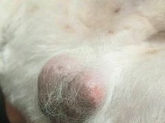 -瑞派·关忠动物医院·猫专科·犬专科(三环新城店)