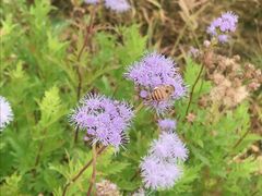-紫颐香薰山谷景区