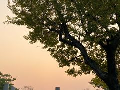 -王借岗森林公园