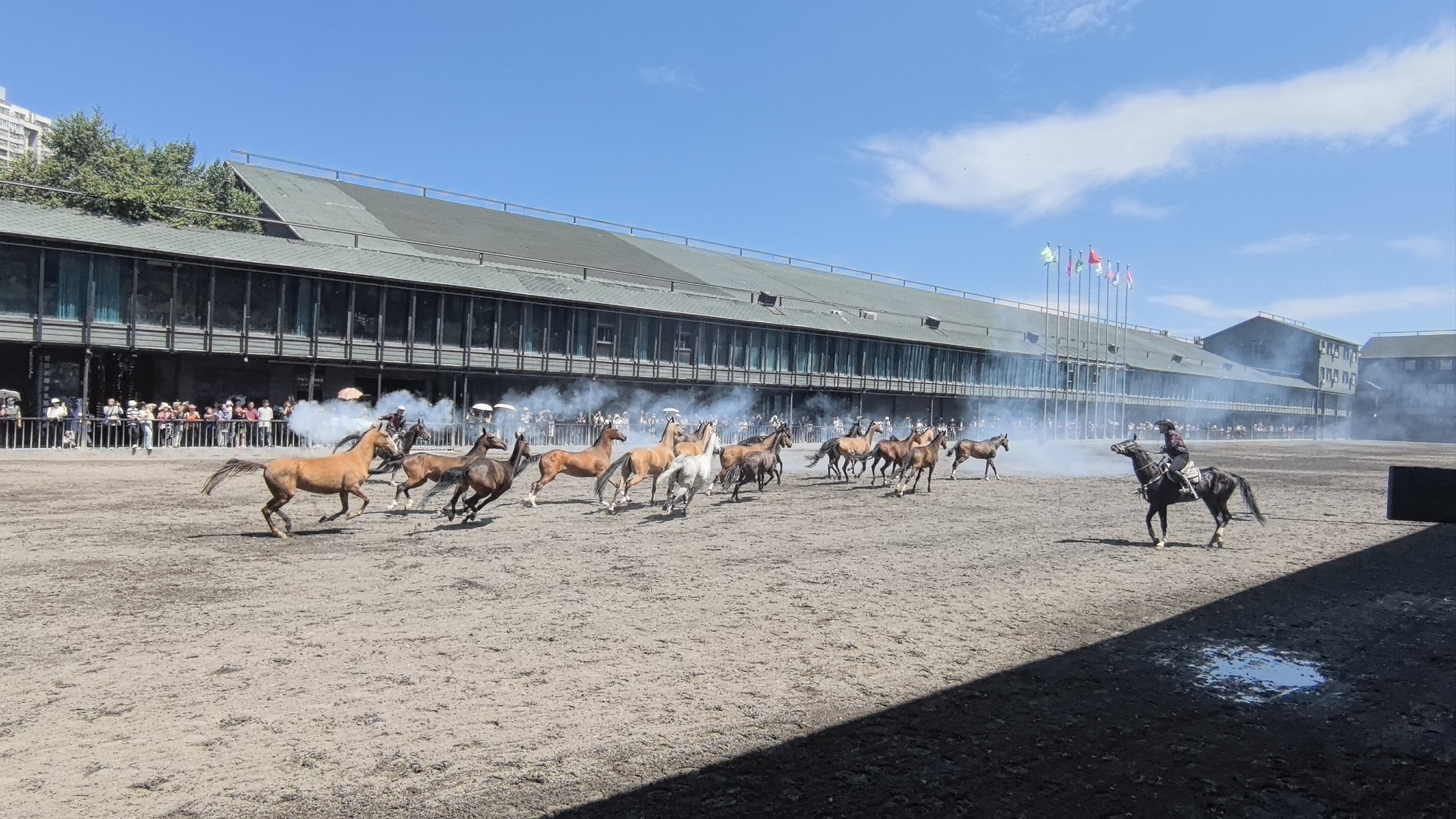 野马国际董事长图片