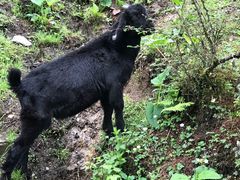 -硗碛藏寨·神木垒景区