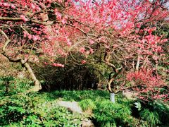 -杭州植物园
