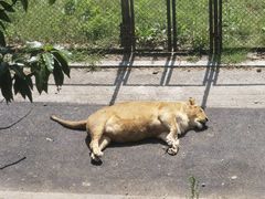 -大连森林动物园