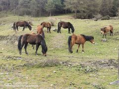 -硗碛藏寨·神木垒景区