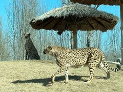 -北京野生动物园