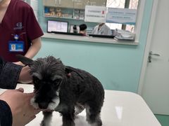 -北京观赏动物医院·24小时大型综合·猫专科·异宠专科